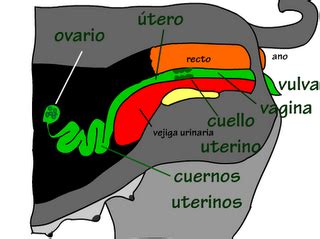 vaginas de perras|El sistema reproductivo de la perra